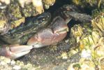 PICTURES/Yachats/t_Crab (9).JPG
